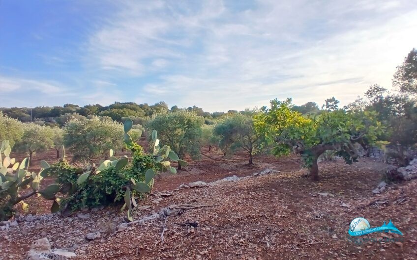 2 Trullo e lamie con terreno in posizione panorama