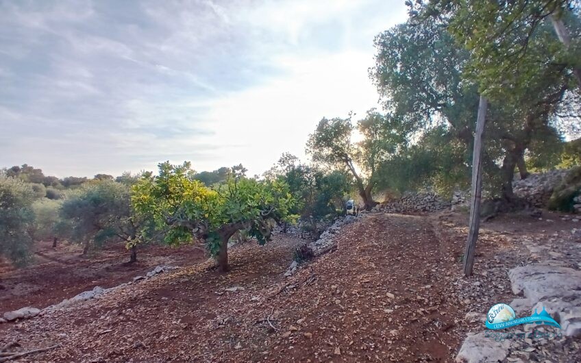 2 Trullo e lamie con terreno in posizione panorama