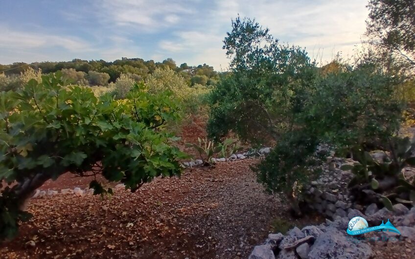 2 Trullo e lamie con terreno in posizione panorama