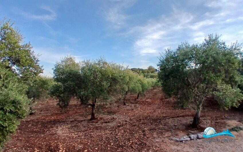 2 Trullo e lamie con terreno in posizione panorama